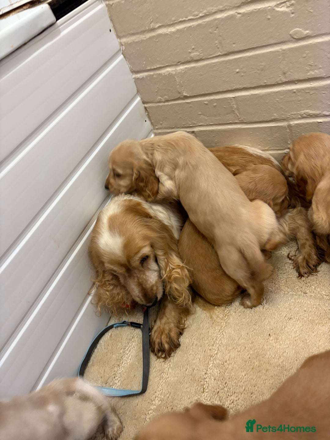 Cocker Spaniel dogs for sale: SHOW TYPE COCKER SPANIELS PUPPIES  - Advert 22