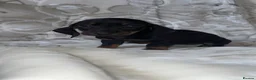 Miniature Dachshund dogs for sale: Dachshund  in Milton Keynes - Advert 9