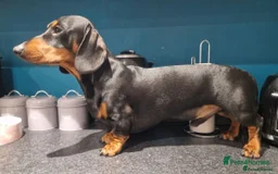 Dachshund dogs for stud: For stud! KC registered miniature dachshund  in Bristol - Image 5