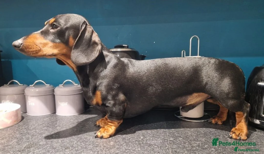 Dachshund dogs for stud: For stud! KC registered miniature dachshund  in Bristol - Image 5