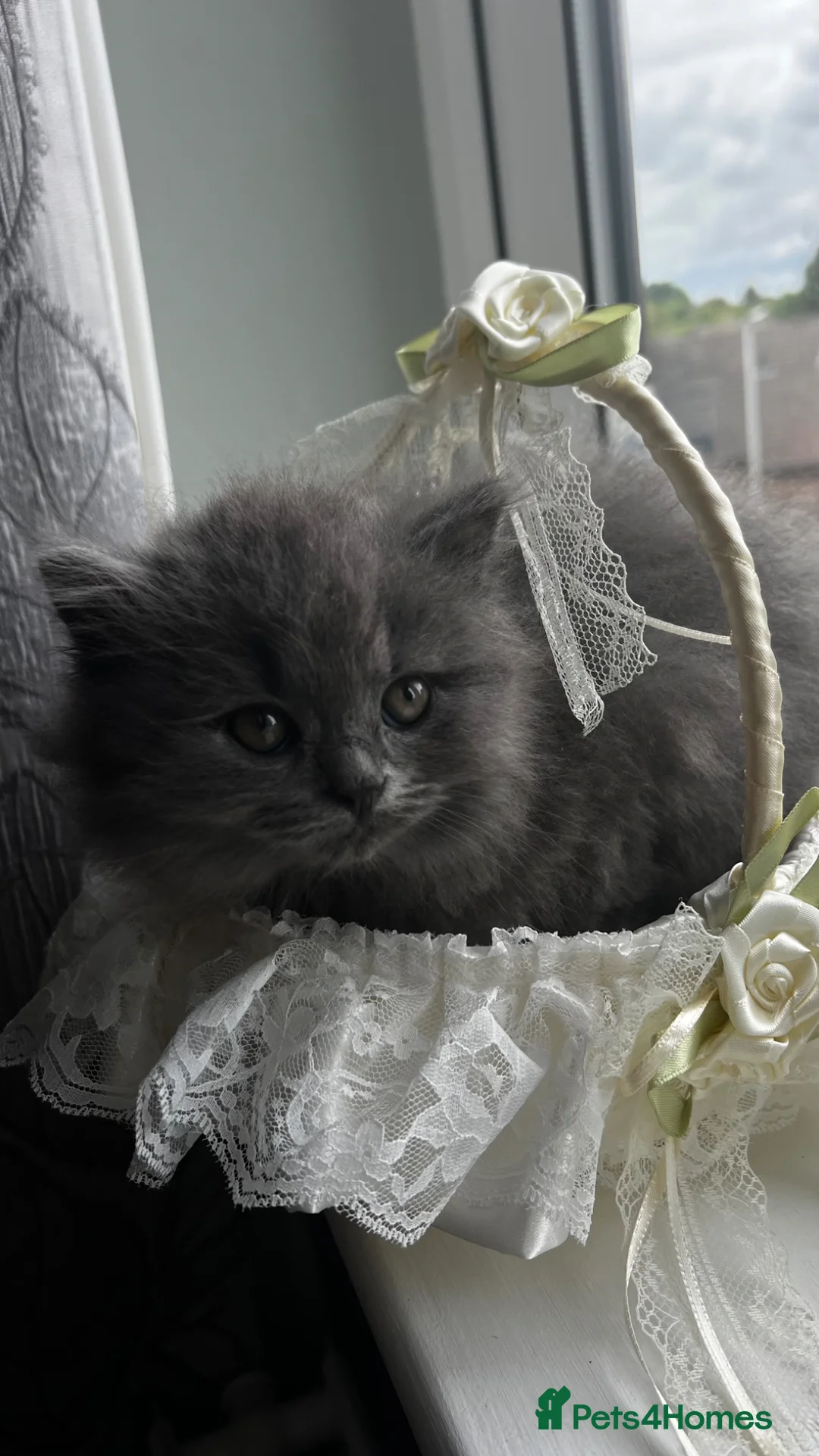British Longhair cats for sale: British longhair  - Advert 10