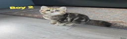 Scottish Fold cats for sale: 3 Adorable Scottish fold kittens 💙  - Advert 8