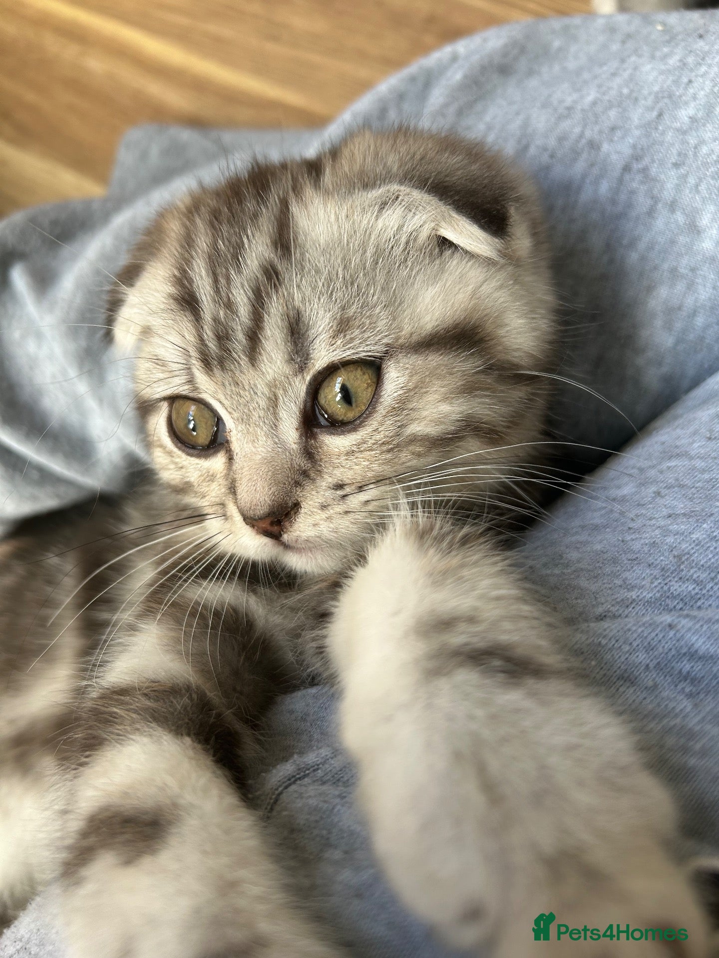 Mixed Breed cats READY NOW SCOTTISH FOLD X BRITISH SHORTHAIR - Advert 1