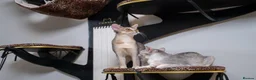 Abyssinian cats for sale: Super Cuddling Boy Champion Line 🏆 Silver Black - Advert 4