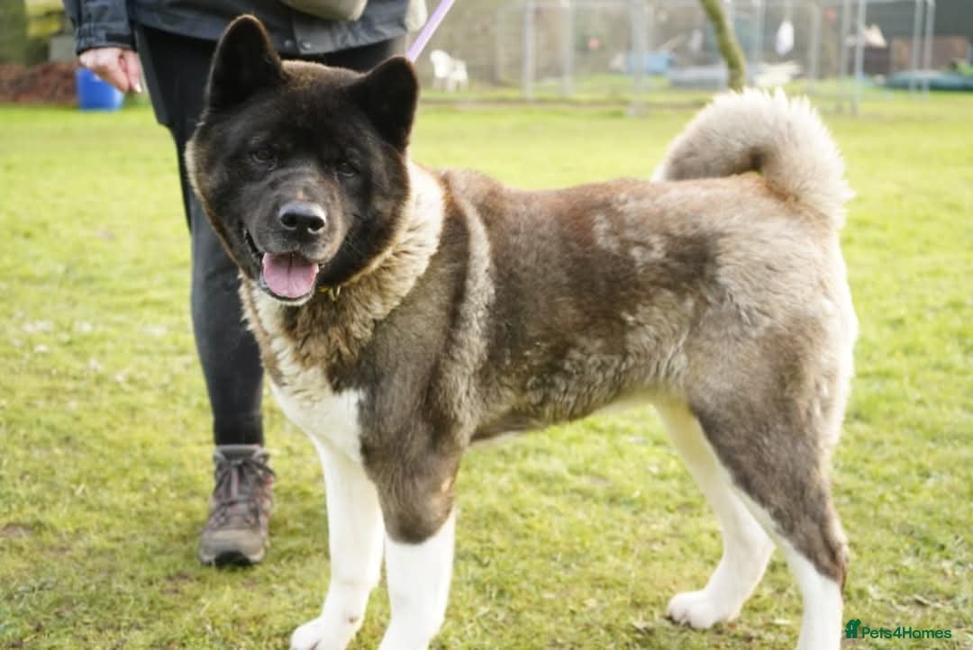 Akita dogs Pretty Porcha in Worksop - Advert 10