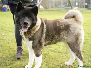 Akita dogs Pretty Porcha in Worksop - Advert 3