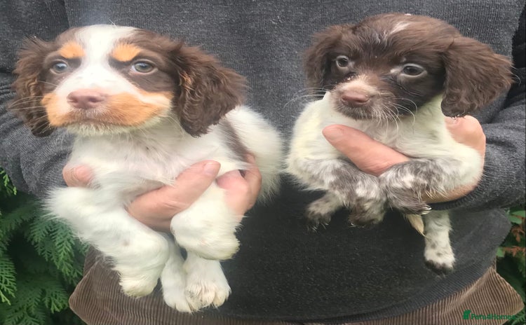 Cockapoo dogs - Advert 1
