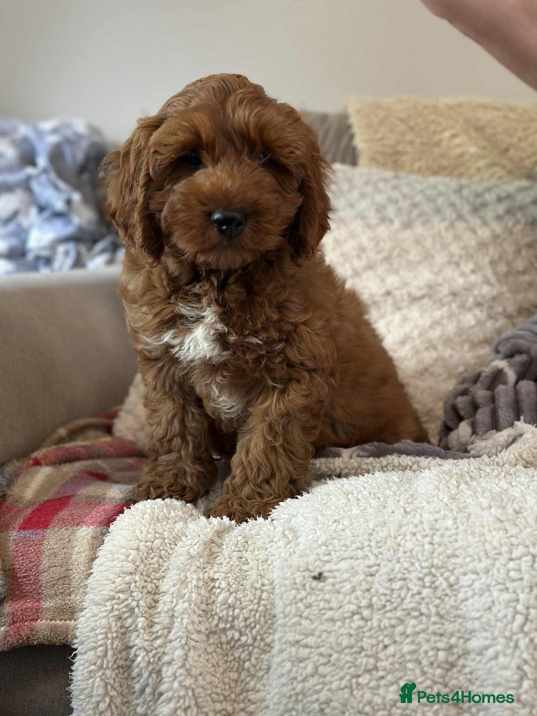 Cockapoo dogs for sale: 5* Miniature F1b Cockapoo Puppies - Advert 7