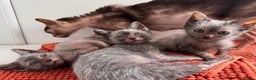 Lykoi cats for sale: Lykoi - Advert 4