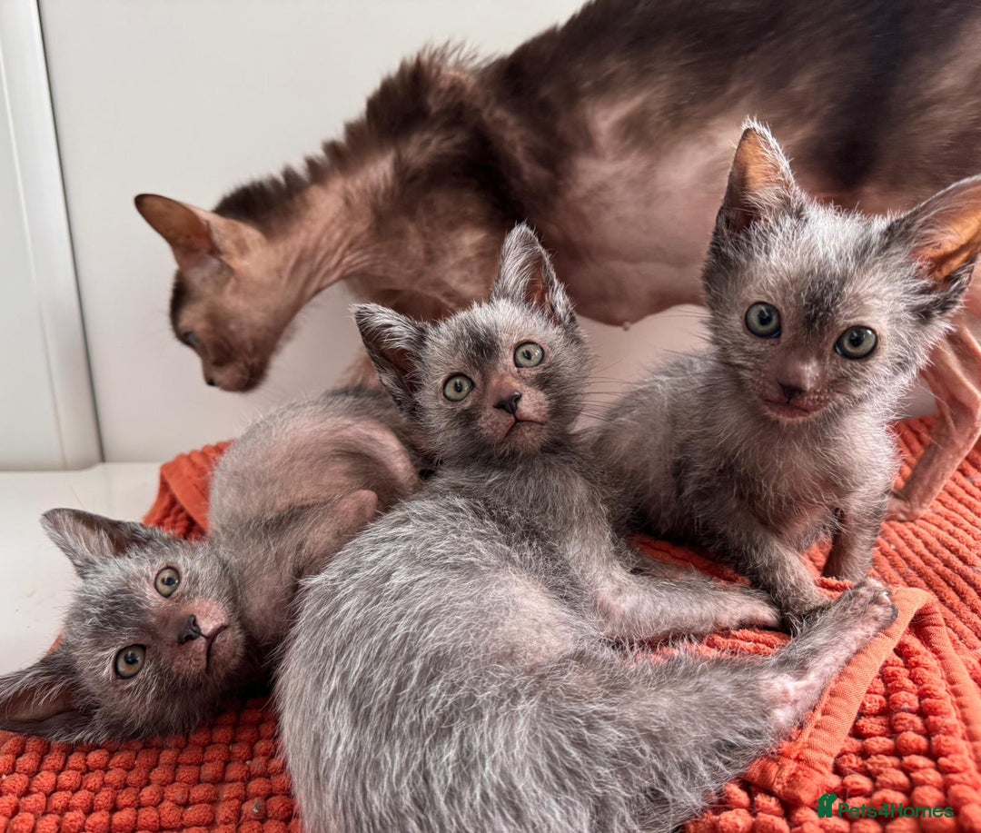 Lykoi cats for sale: Lykoi - Advert 4