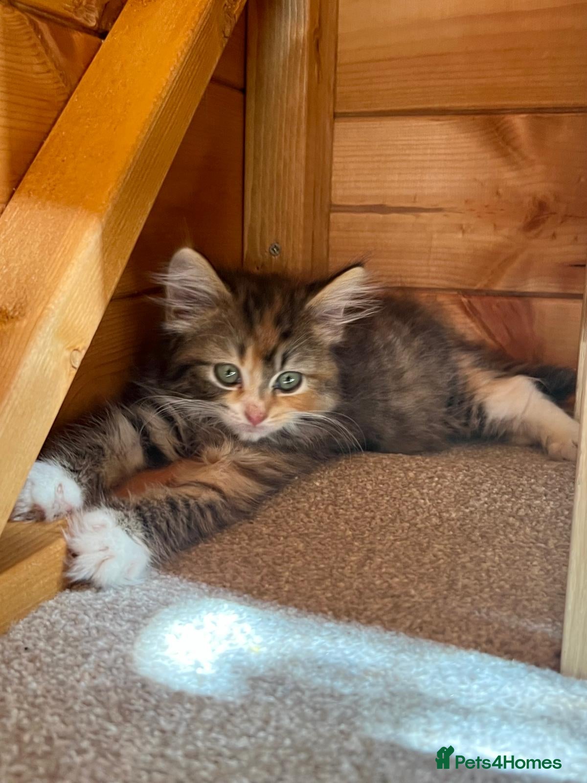 Mixed Breed cats Mixed pedigree female kittens - Advert 1