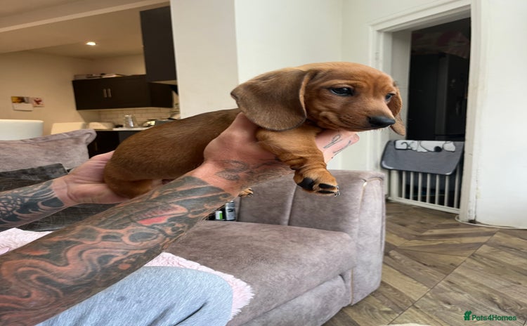 Miniature Dachshund dogs - Advert 10