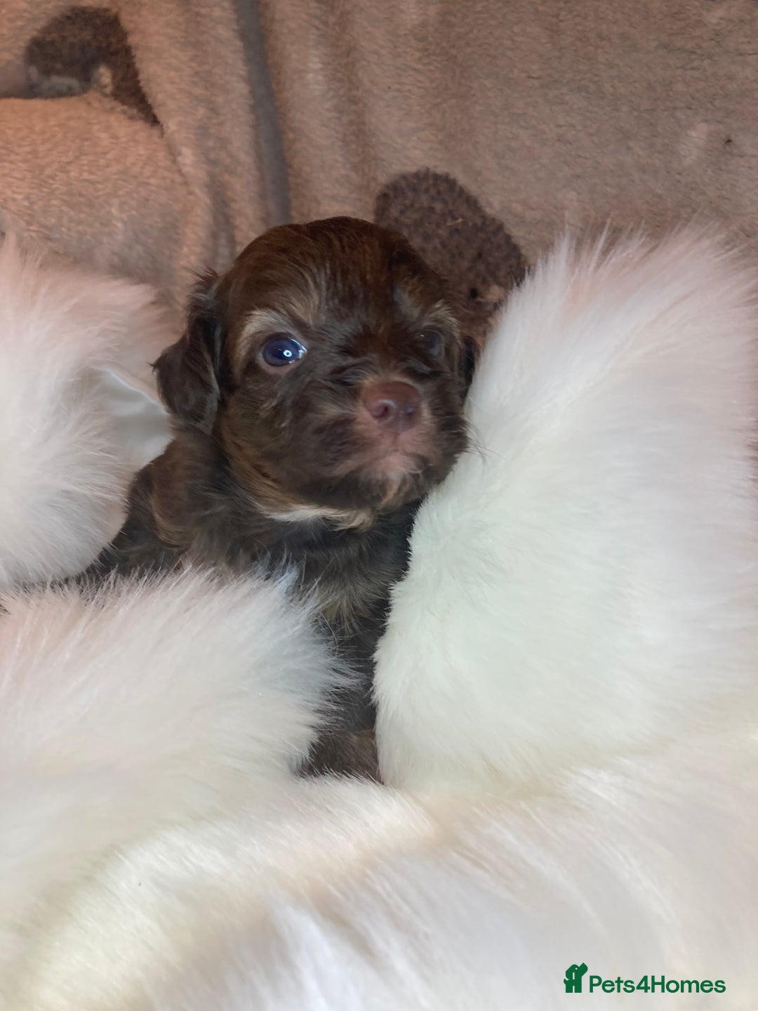 Shihpoo dogs for sale: Read the advert 5 star rated Toy shihpoo puppies - Image 6