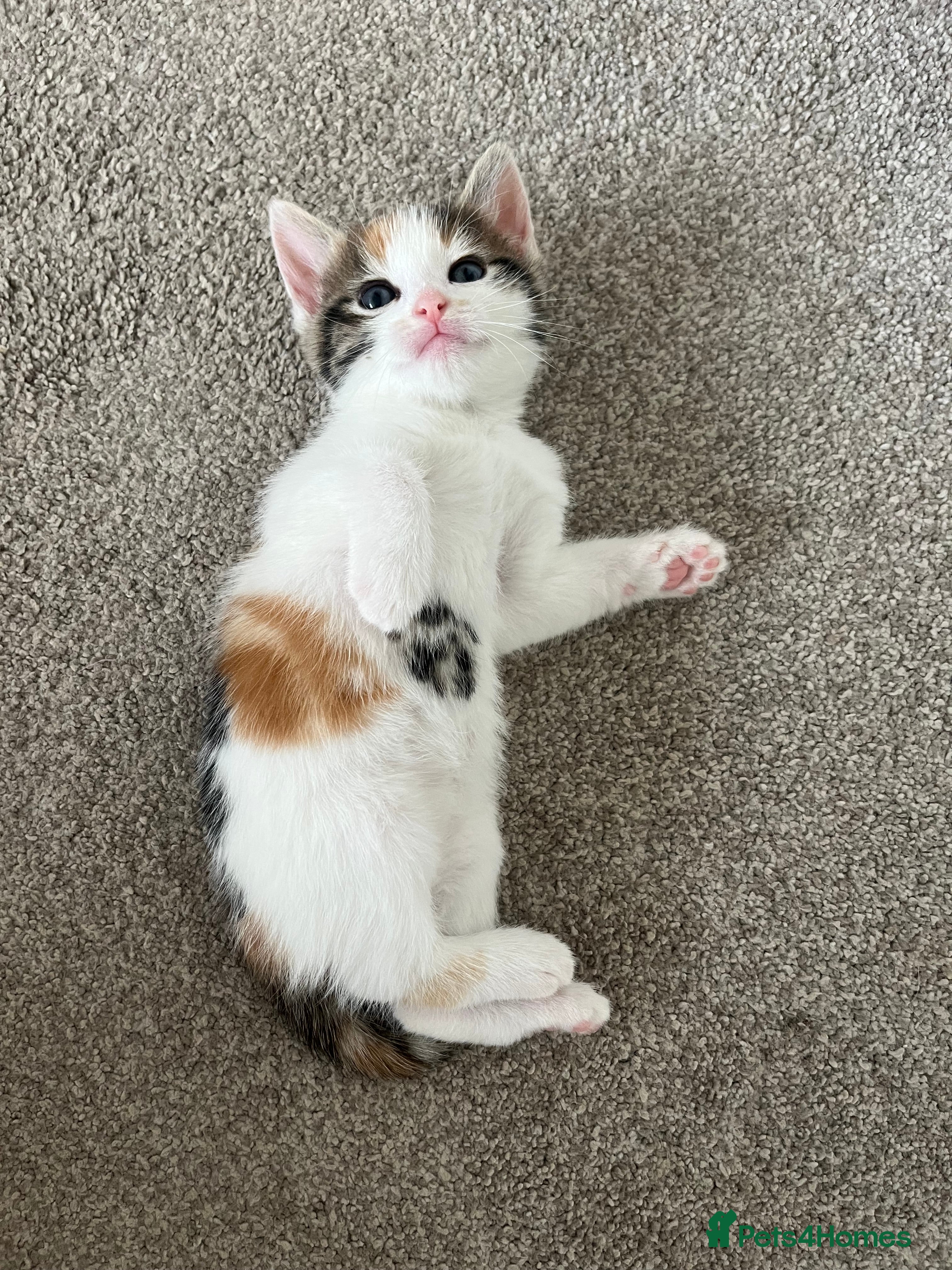 Mixed Breed cats for sale: 6 friendly and playful kittens - Advert 26