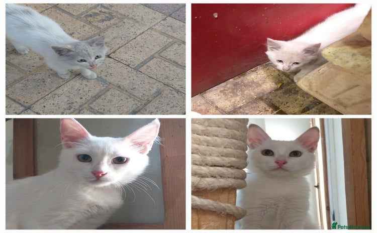 Mixed Breed cats - Advert 1