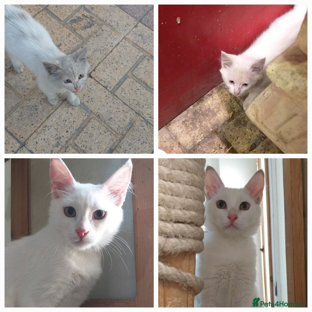 Mixed Breed cats for adoption: Sweet Natascha is ready for love <3 - Image 1