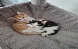 Mixed Breed cats for sale: Ragdoll x £300 Tabby and ginger £150 black & white - Image 9