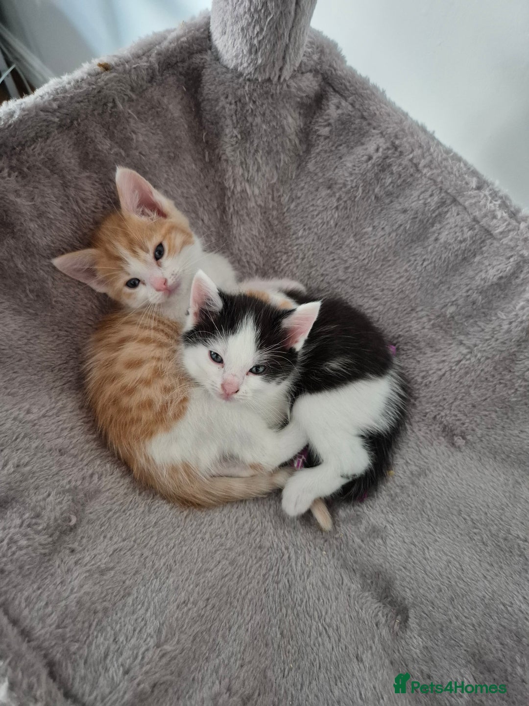 Mixed Breed cats for sale: Ragdoll x £300 Tabby and ginger £150 black & white - Image 9