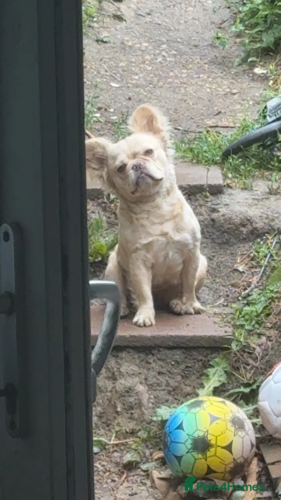 French Bulldog dogs for sale: KC Male Fluffy Frenchie  in Rotherham - Advert 3