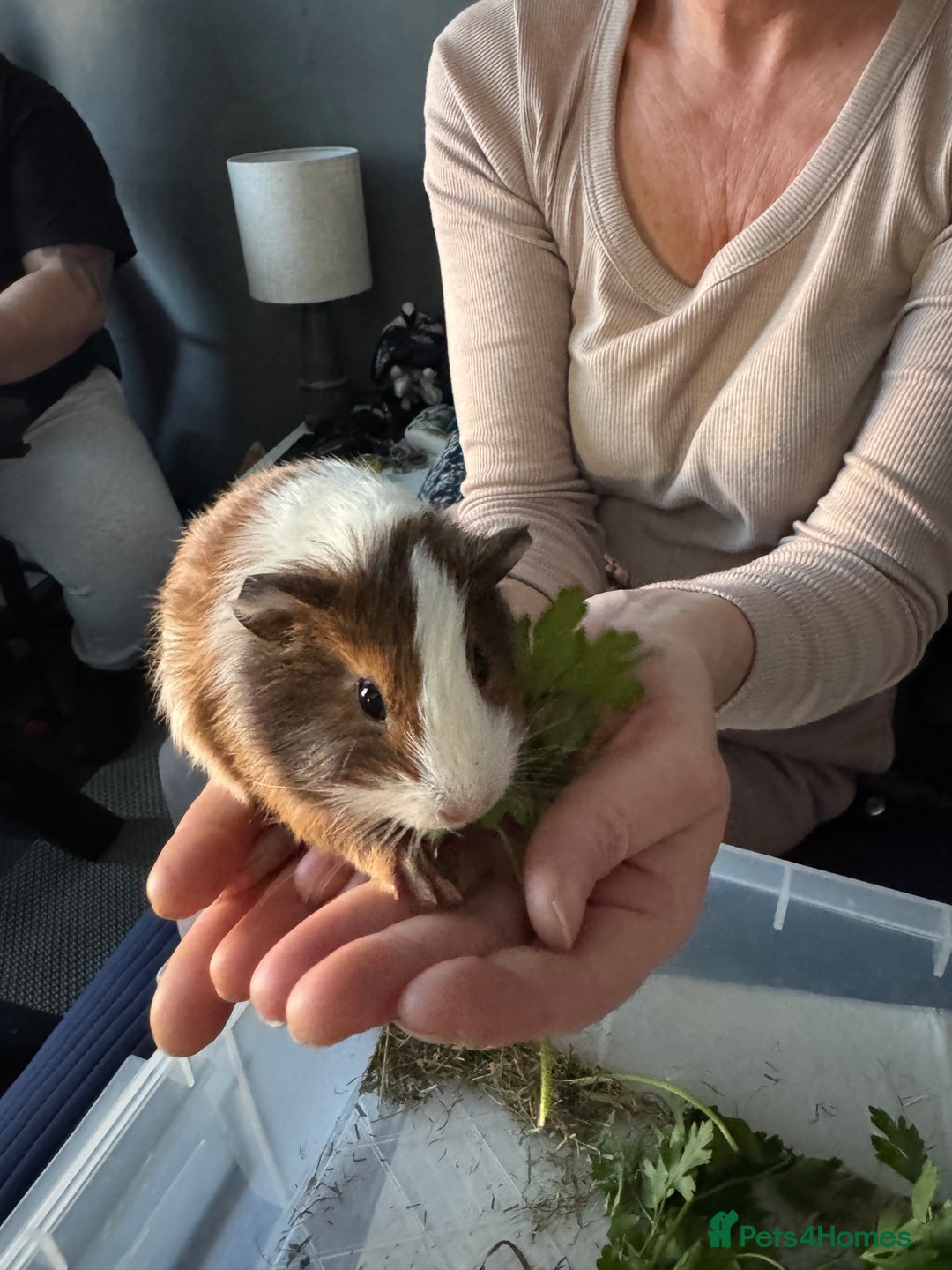 Guinea Pig rodents for sale: 5 cute Guinea pigs for sale *READ DESCRIPTION* - Advert 5