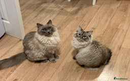 Ragdoll cats for sale: Freddie and Lyla - Image 1