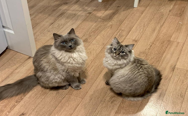 Ragdoll cats - Advert 6