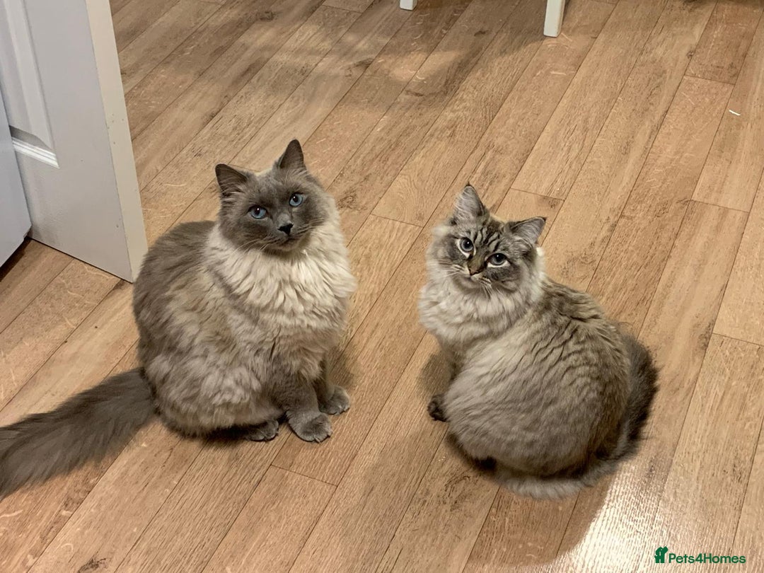 Ragdoll cats for sale: Freddie and Lyla - Image 1