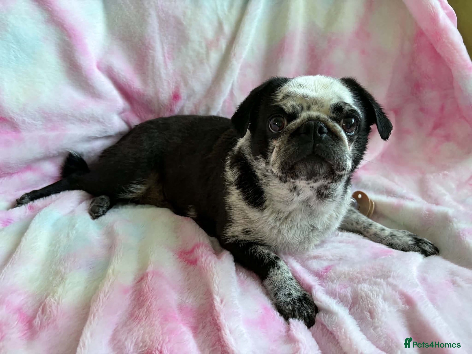Pug dogs Beautiful pug puppies (4 males) available - Advert 8