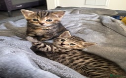 American Bobtail cats for sale: American bobtail / tortoise shell - Image 1