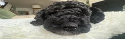 Cockapoo dogs for sale: Real life Teddy Bear F1B male cockapoo miniature - Advert 8