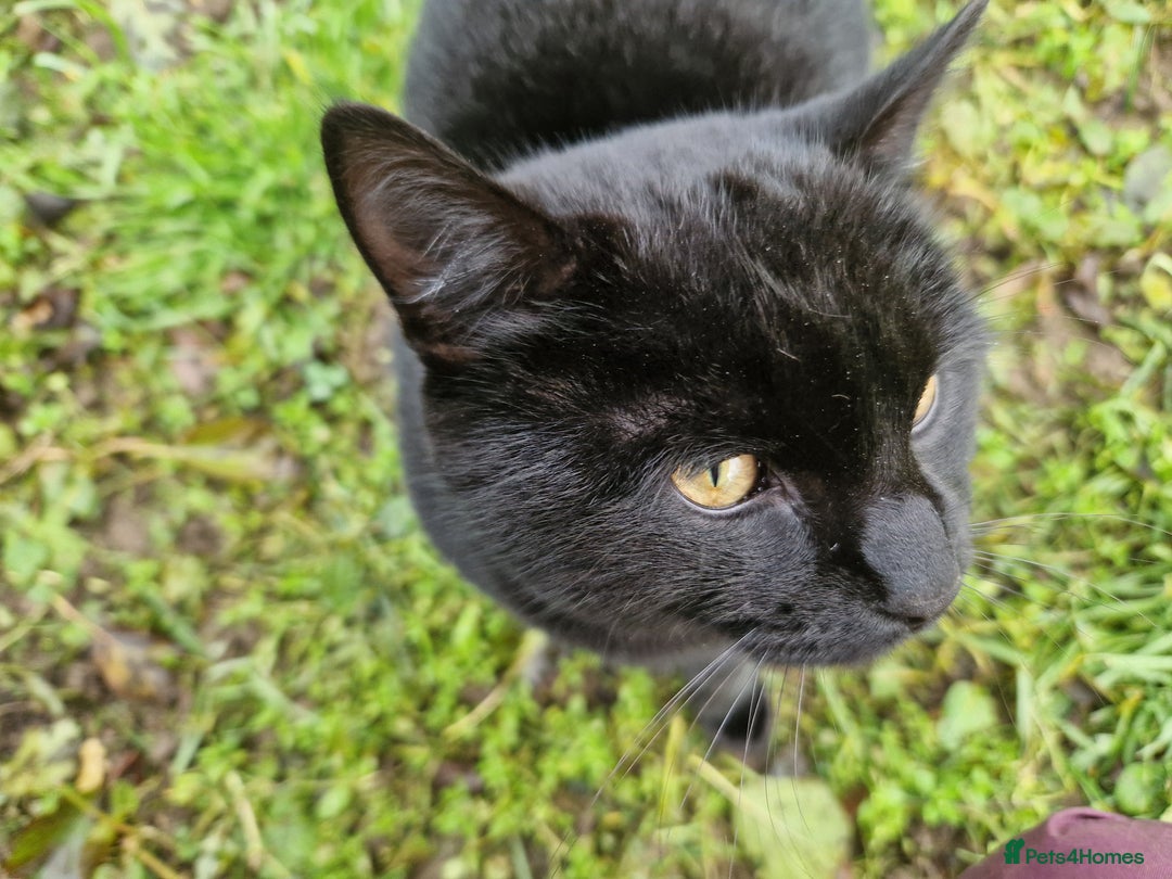 Mixed Breed cats for sale: Farm kittens - Advert 6