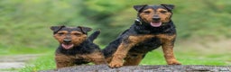 Lakeland Terrier dogs for stud: Stunning lakeland working terrier in Newark - Advert 4