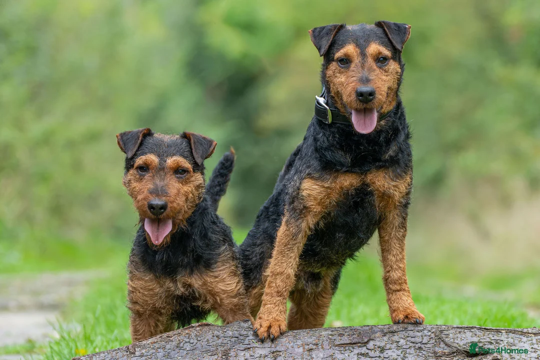 Lakeland Terrier dogs for stud: Stunning lakeland working terrier in Newark - Advert 4