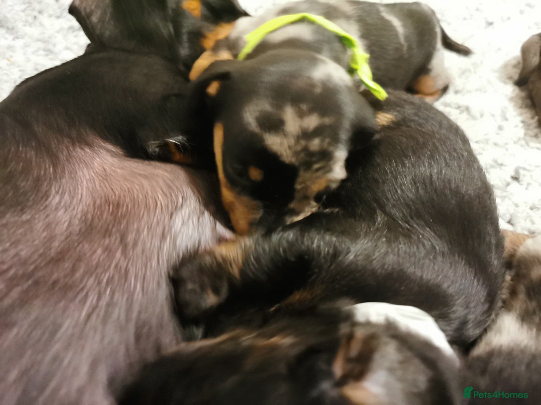Miniature Dachshund dogs for sale: 5 beautiful miniature dachshund pups for sale - Image 12