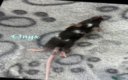 Mouse rodents for sale: Pet fancy mice babies  in Honiton - Image 5