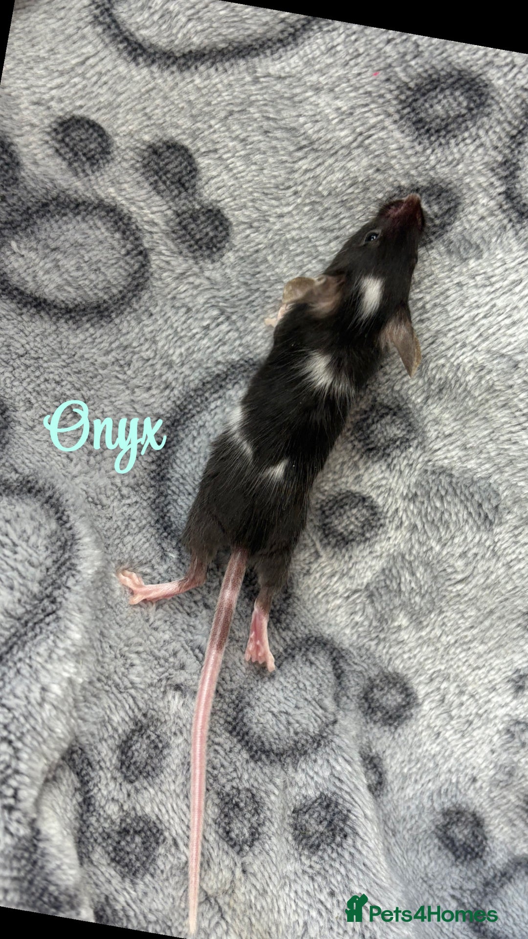 Mouse rodents for sale: Pet fancy mice babies  in Honiton - Image 5