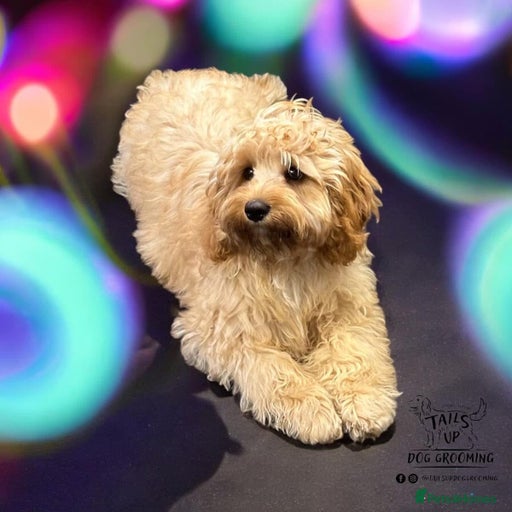 Gallery Image {{count}}