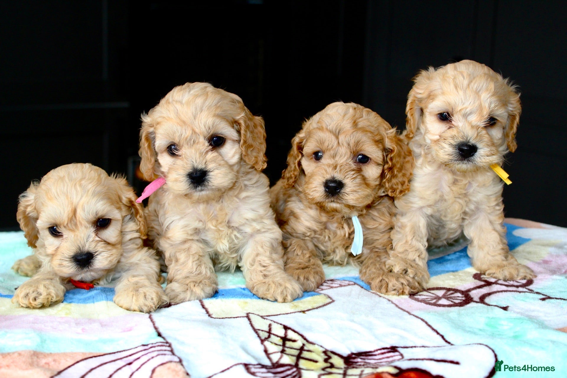 Cockapoo dogs ✨💥 Absolutly stunning Cockerpoo pups ready soon✨ - Advert 2