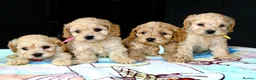 Cockapoo dogs for sale: ✨💥 Absolutly stunning Cockerpoo pups ready soon✨ - Advert 2