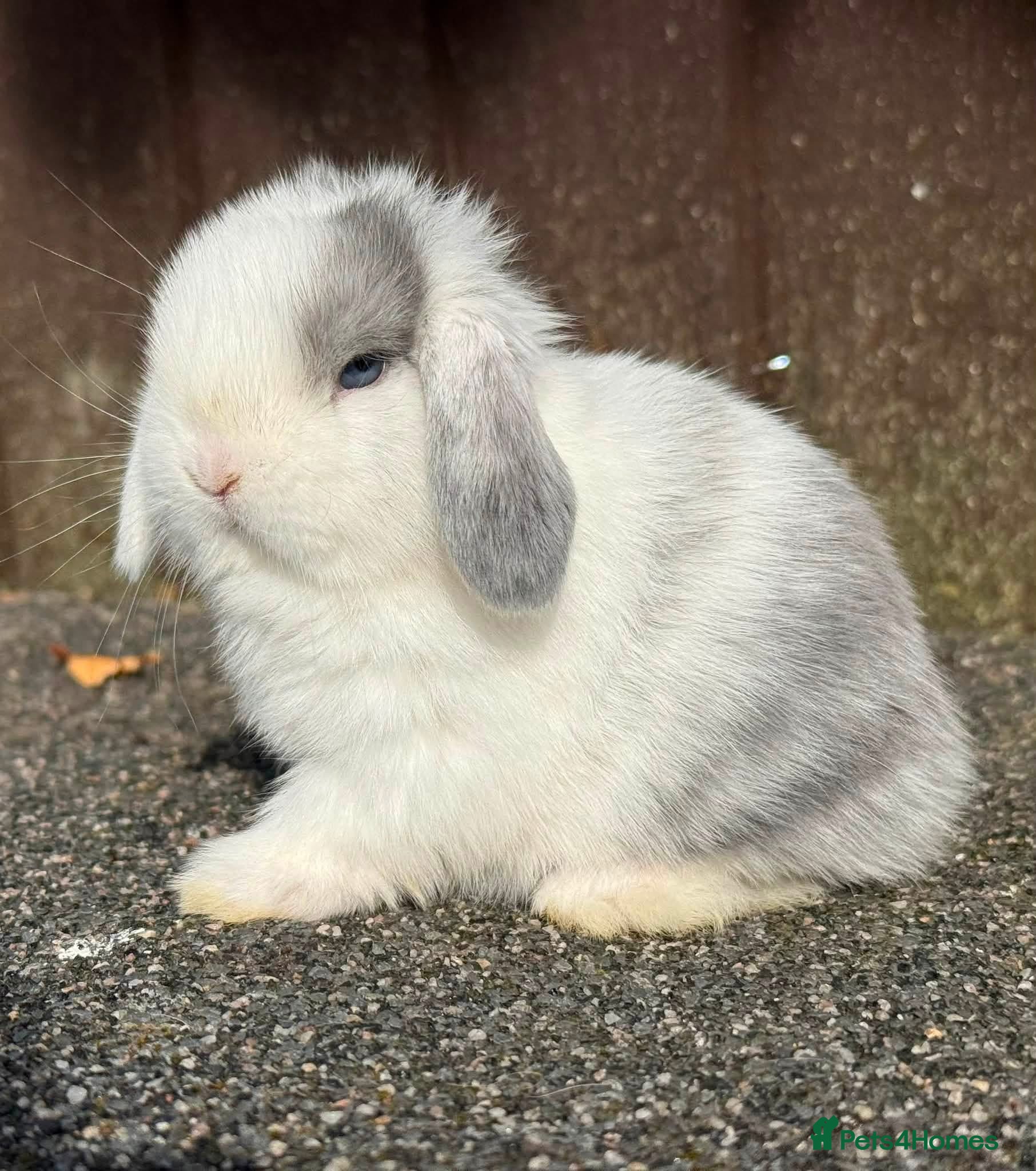Mini Lop rabbits Blue magpie, blue eyed mini lop buck - Advert 6