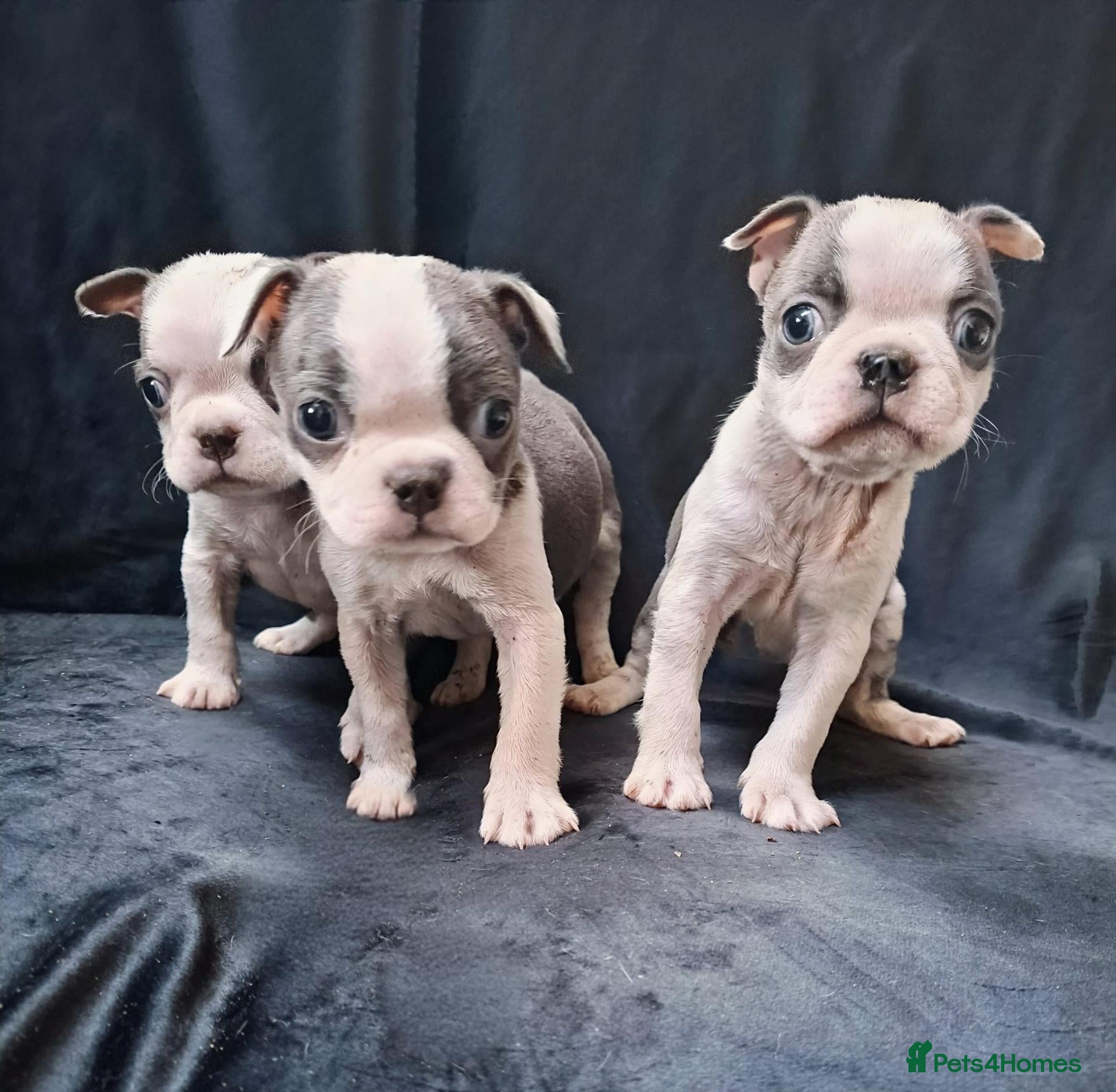 Boston Terrier dogs  REDUCED!! 6 beautiful Boston  - Advert 1