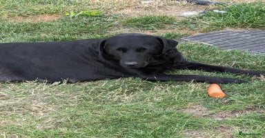 Labrador Retriever dogs - Advert 7