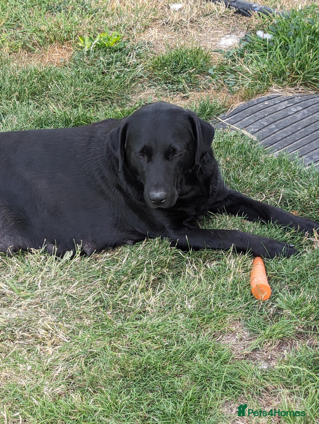 Labrador Retriever dogs for sale: KC Labrador puppies #READY TO LEAVE# - Image 7