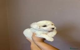 Maltipoo dogs for sale: Amazing Maltipoo puppies  - Image 11