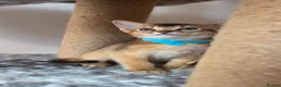 Abyssinian cats for sale: 🔥 TICA Registered Abyssinian Kittens - Advert 37