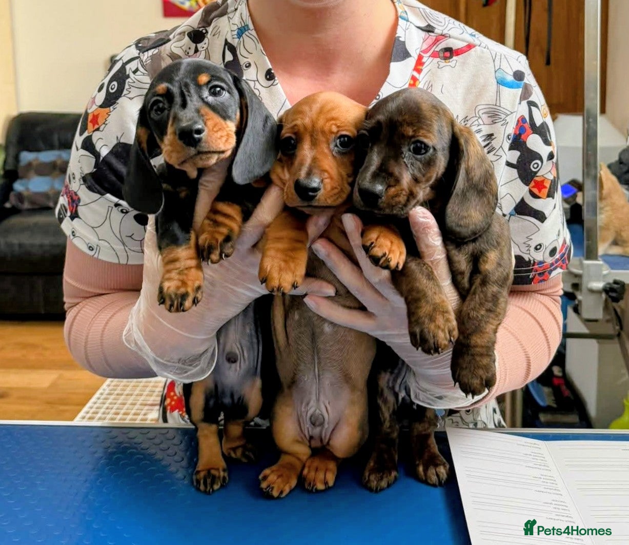 Miniature Dachshund dogs Miniature Dachshund Puppies - 1 boy remaining! - Advert 8