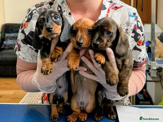 Miniature Dachshund dogs Miniature Dachshund Puppies - 1 boy remaining! - Advert 8