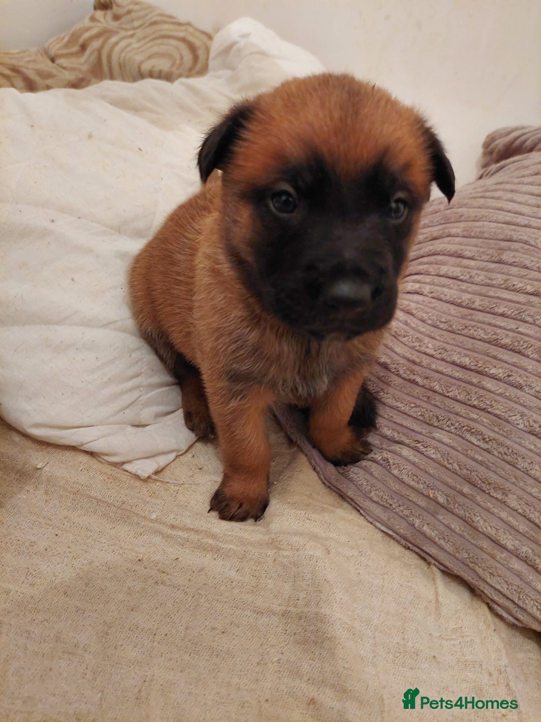 Belgian Shepherd Dog dogs for sale: Belgium malinois pups dad kc regged  - Advert 7