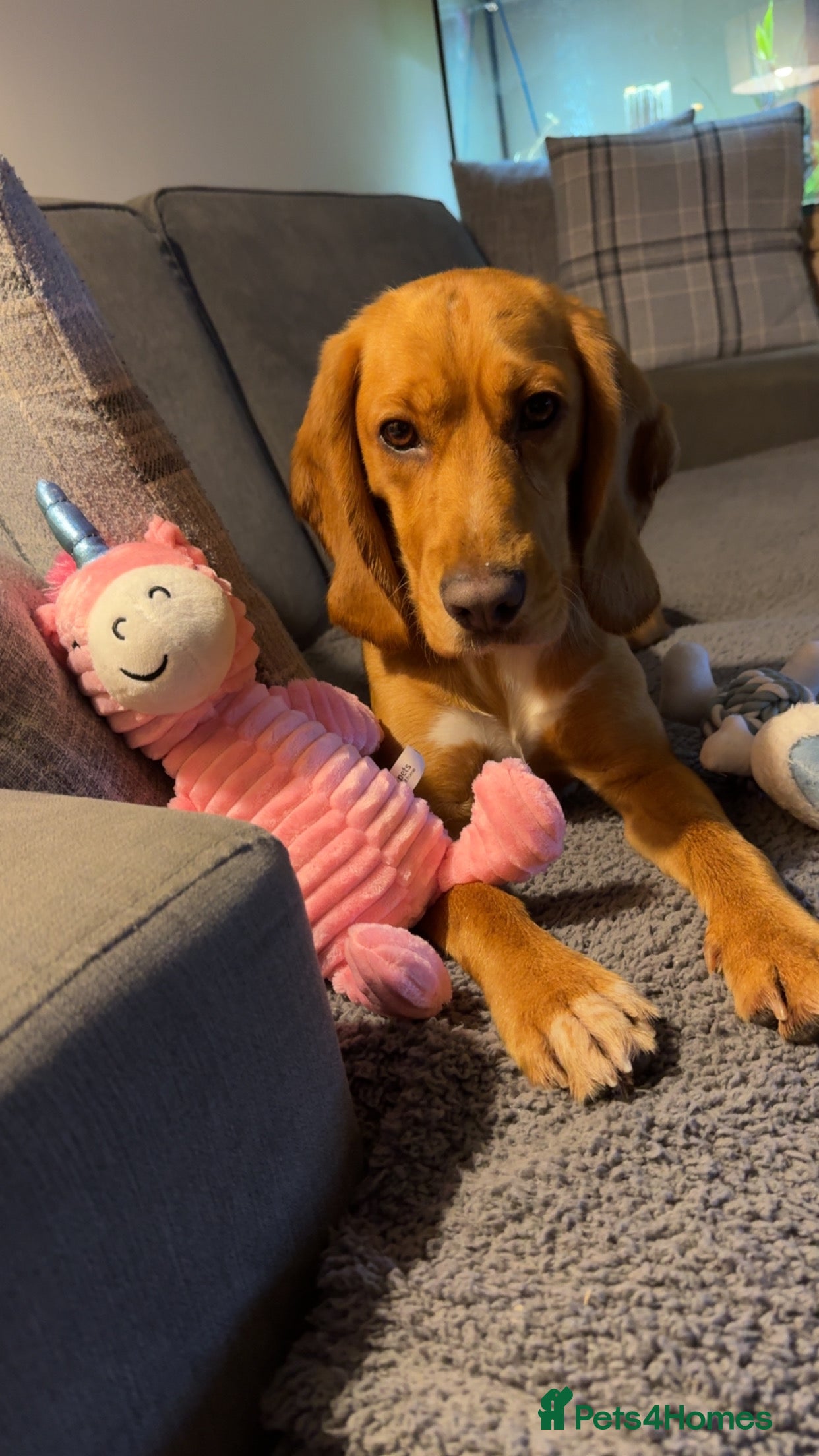 Bocker dogs Ginger (female bocker) - Advert 2