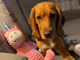 Bocker dogs Ginger (female bocker) - Advert 4